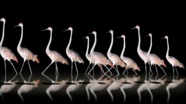 Quel est l'avenir de la pièce Flamingo (FLM) ? Une analyse technique complète